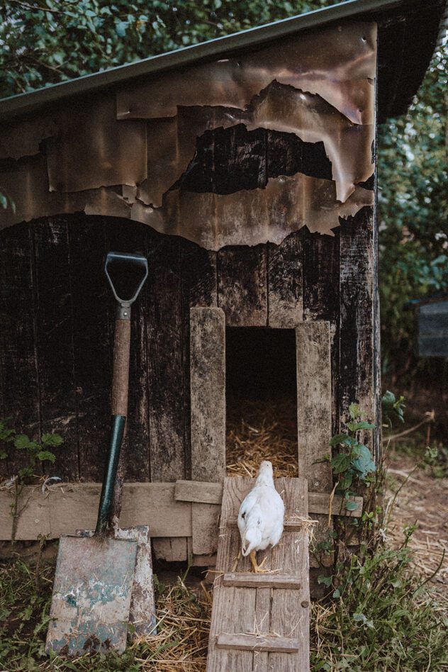 Hen house with spade leaning against it and chicken walking up the ramp into the door. Brand storytelling by Shropshire photographer