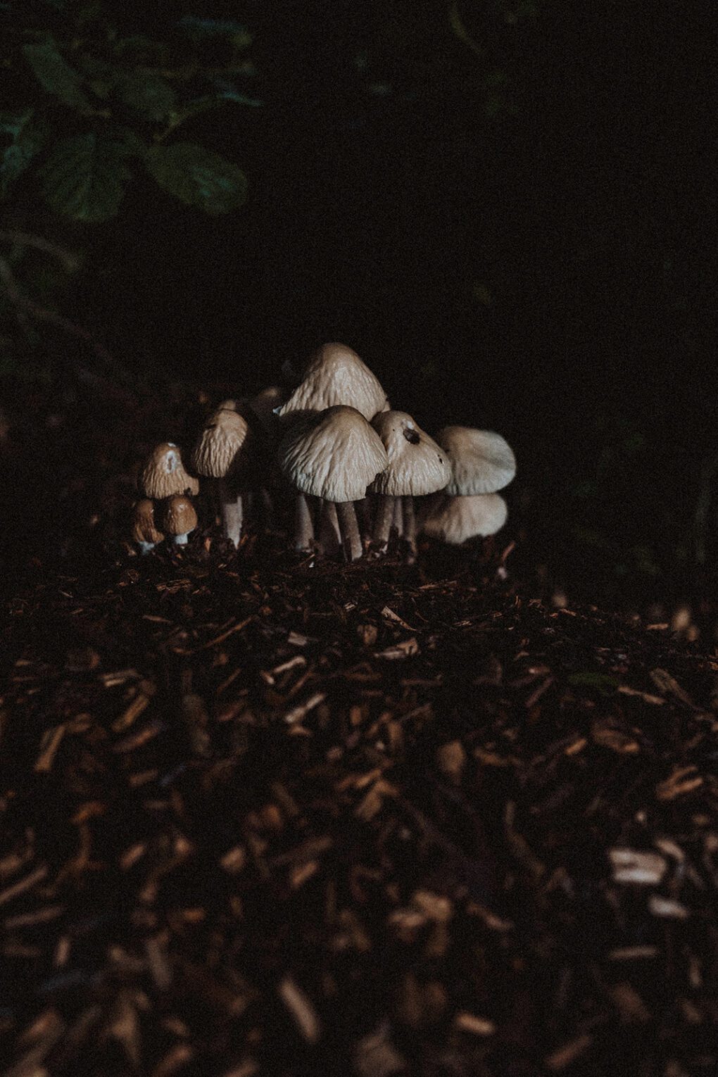 Group of mushrooms growing out of woodchip