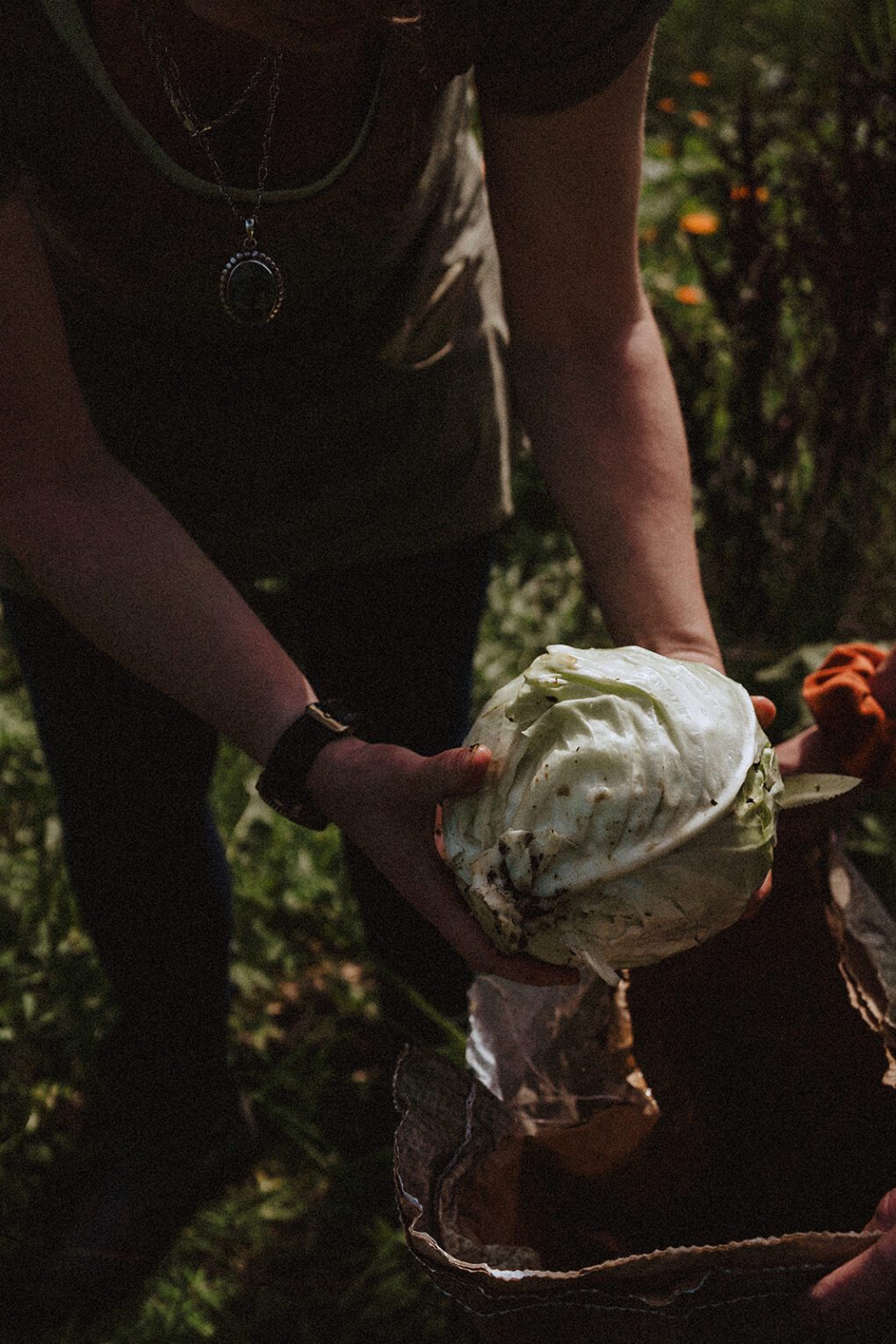 Close up of cabbage in farmers hand