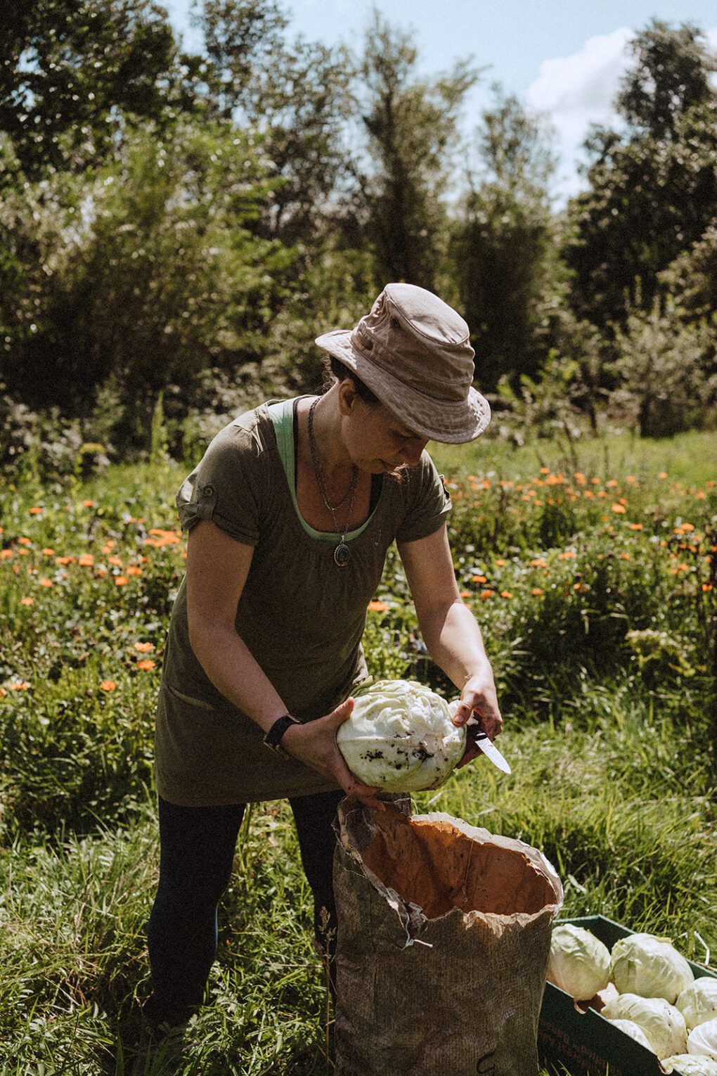 Farmer harvesting organic cabbage in meadow