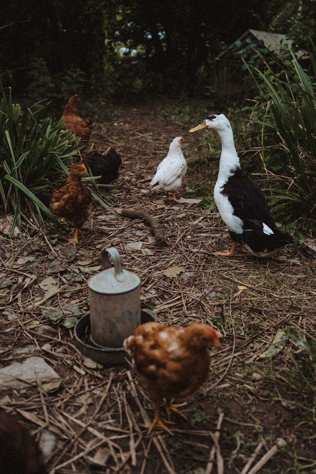 Free range ducks and chickens