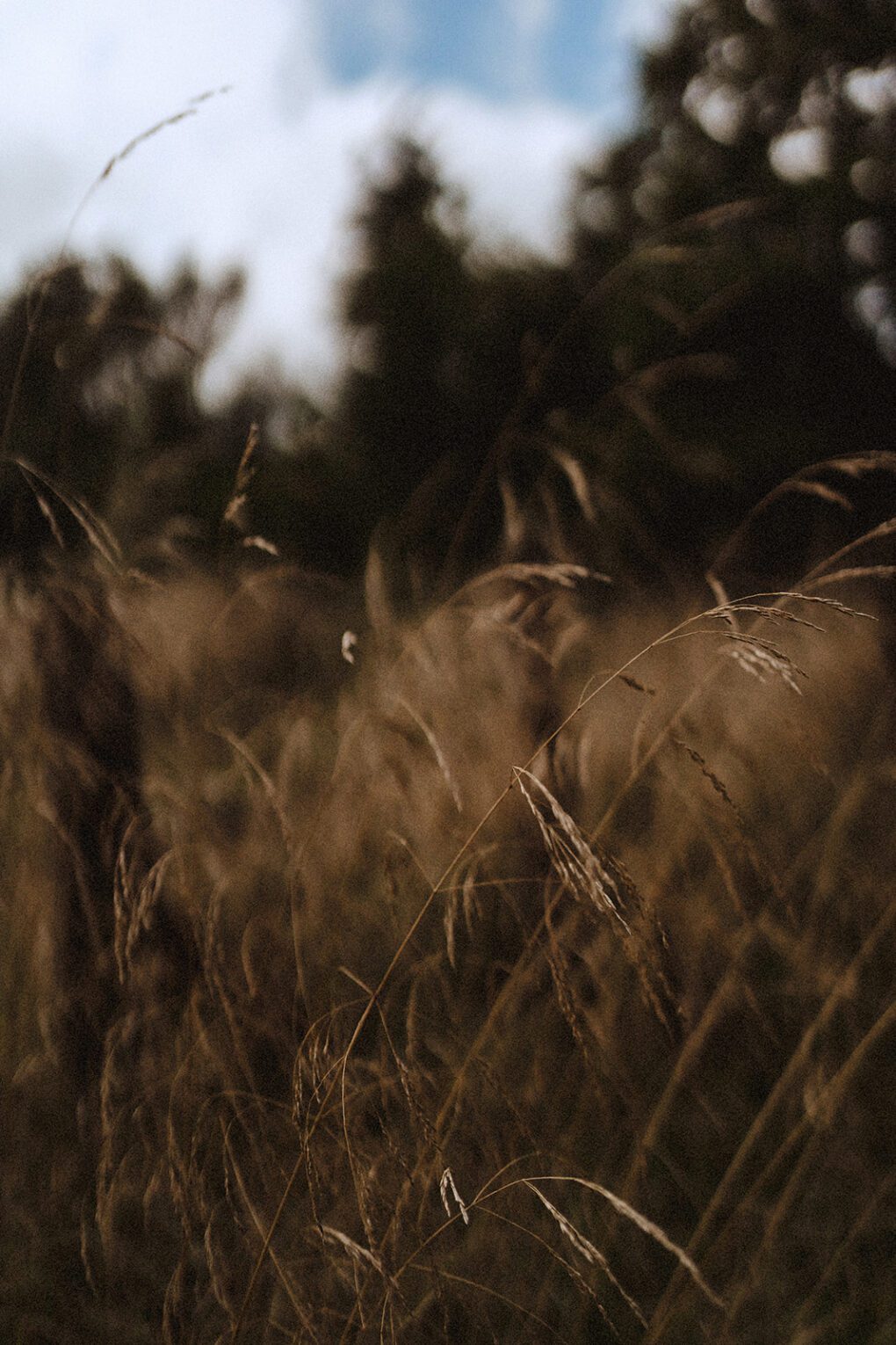 Wild grasses in field