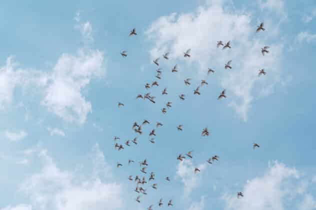 Doves at Pimhill barn wedding